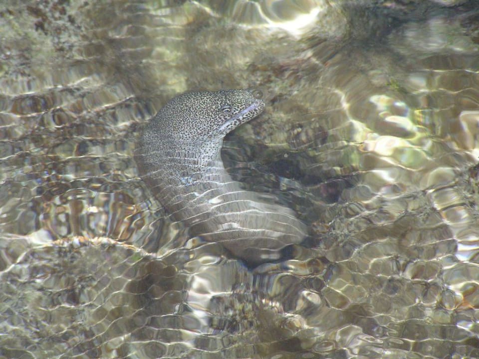 Muräne Summer Island Maldives
