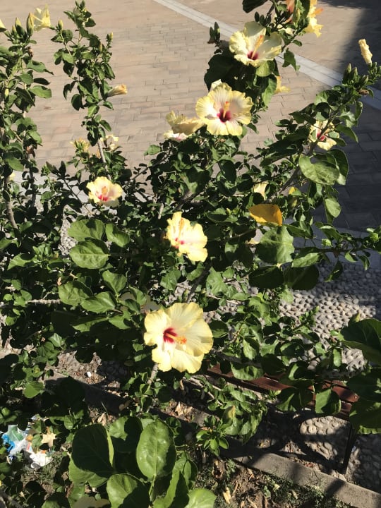 Außenansicht Aldiana Club Rocca Nettuno Calabria