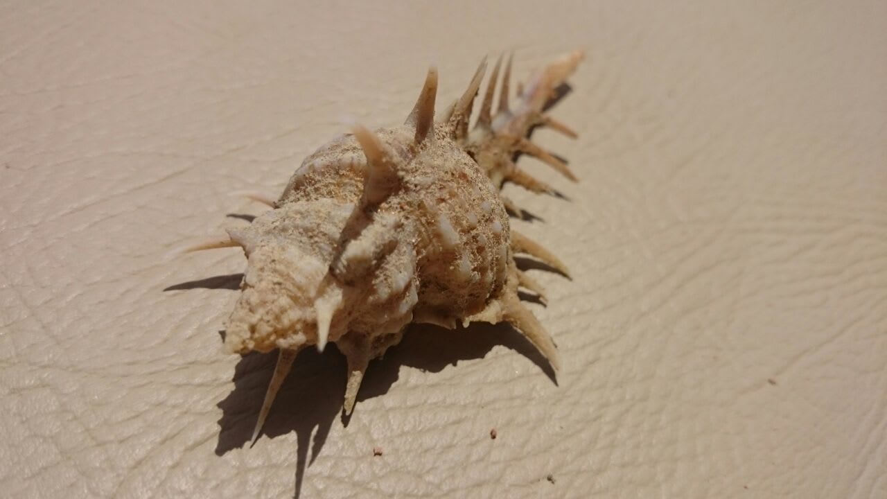 Strand Club Paradisio El Gouna, Red Sea