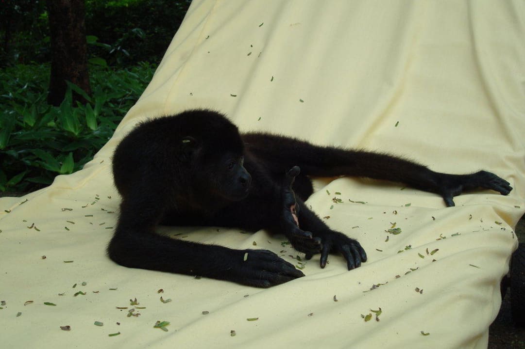 Affe auf Liegestuhl Capitán Suizo Beachfront Boutique Hotel