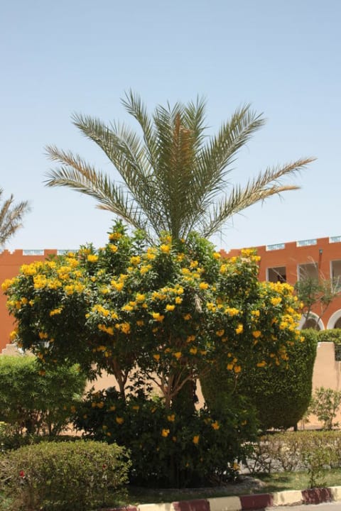 Bäume der Anlage Pickalbatros Dana Beach Resort - Hurghada