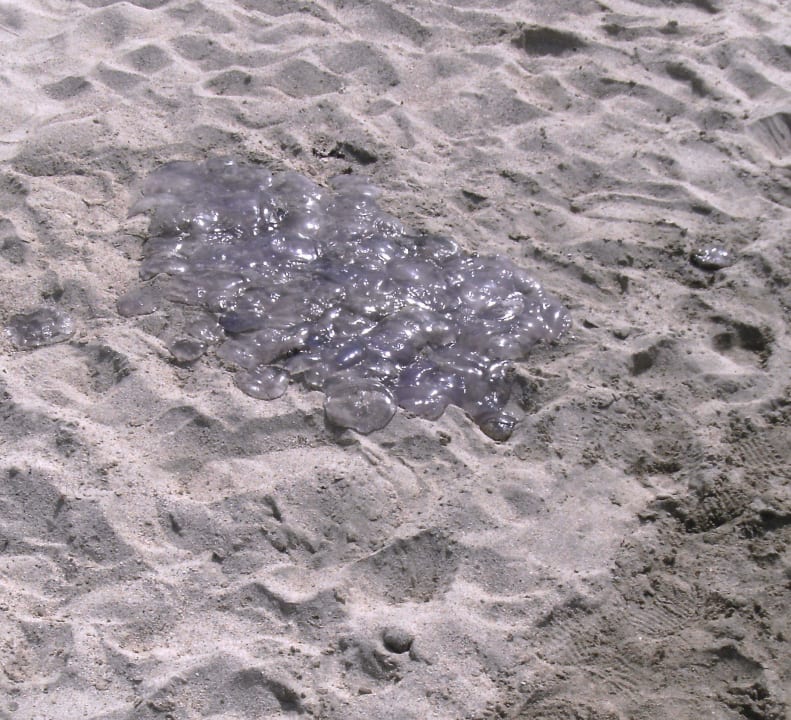 Zigtausend Quallen Malikia Resort Abu Dabbab