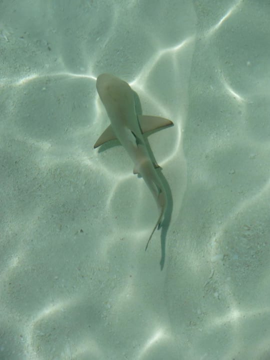 Baby Hai am Strand Mirihi Island Resort