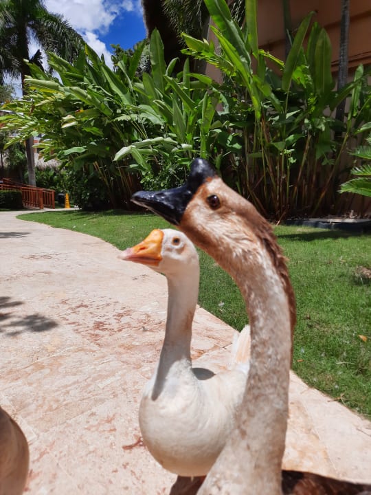 Gartenanlage Hotel Viva Dominicus Palace by Wyndham-All Inclusive Resort