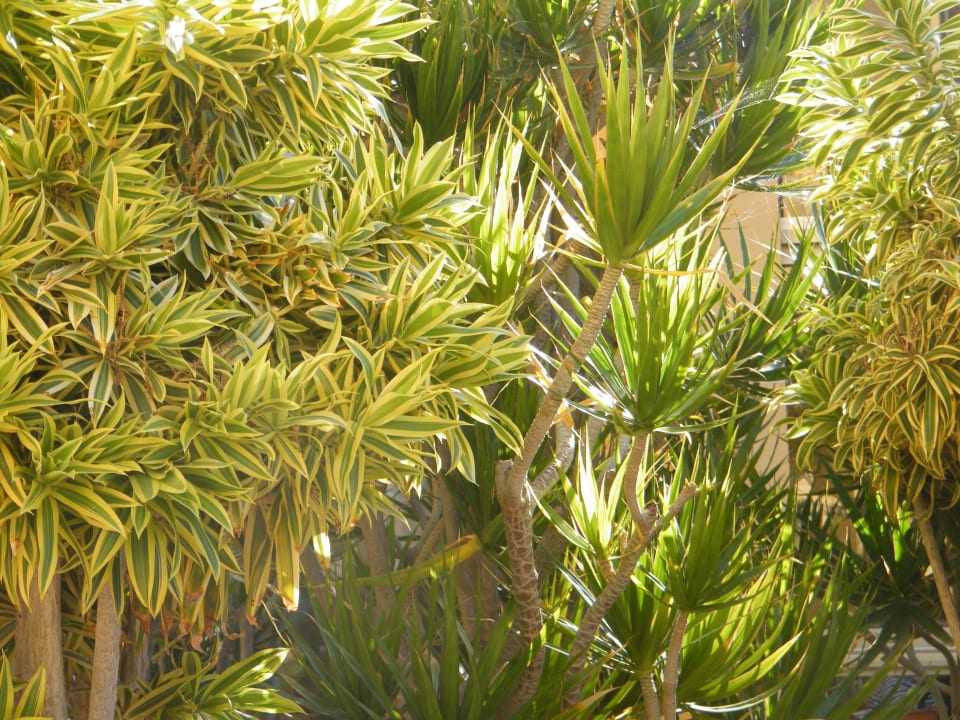 Überall Palmen, wunderschön SBH Costa Calma Beach Resort