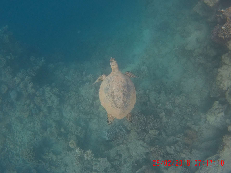 Sport & Freizeit Marina Resort Port Ghalib, a member of Radisson Individuals