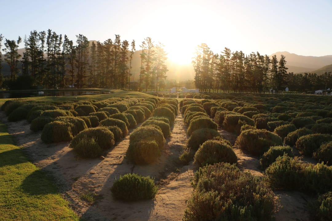 Lavendelfarm Guesthouse Lavender Farm