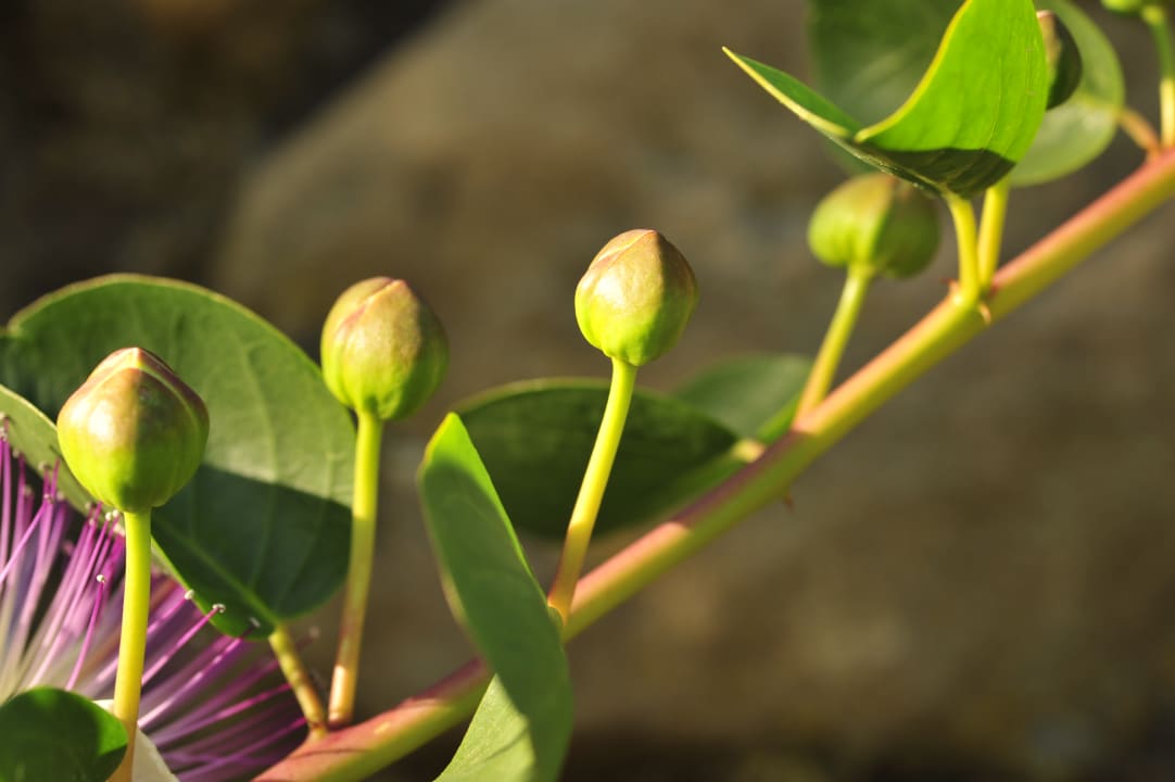 Gartenanlage Ventena Vecchia antico frantoio