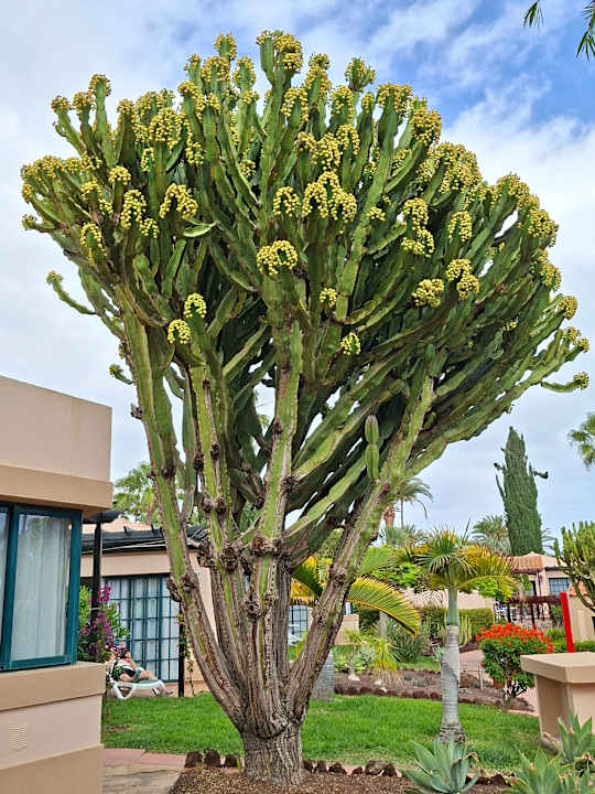 Gartenanlage allsun Hotel Esplendido