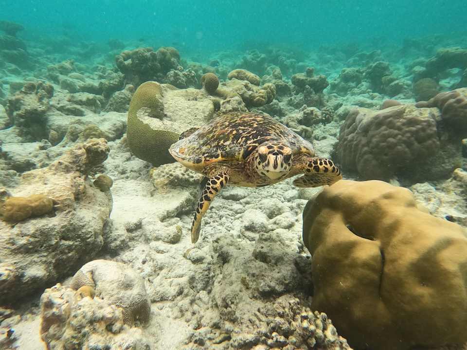 Strand Vilamendhoo Island Resort & Spa