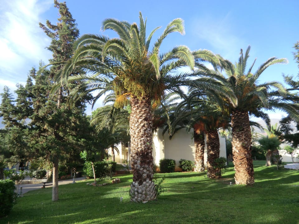 Wunderschöne Palmen Phãea Cretan Malia