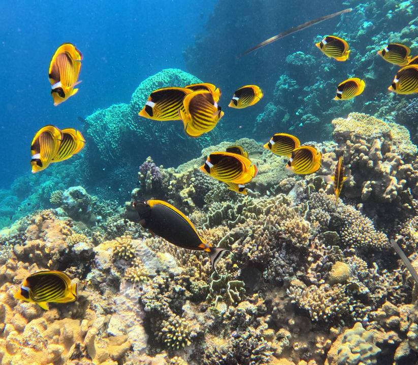 Sport & Freizeit Three Corners Happy Life Beach Resort