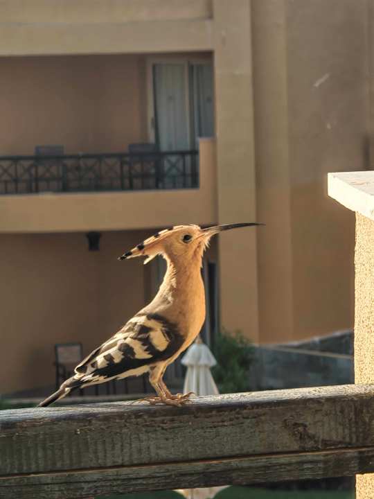 Sonstiges Stella Beach Resort & Spa Makadi Bay