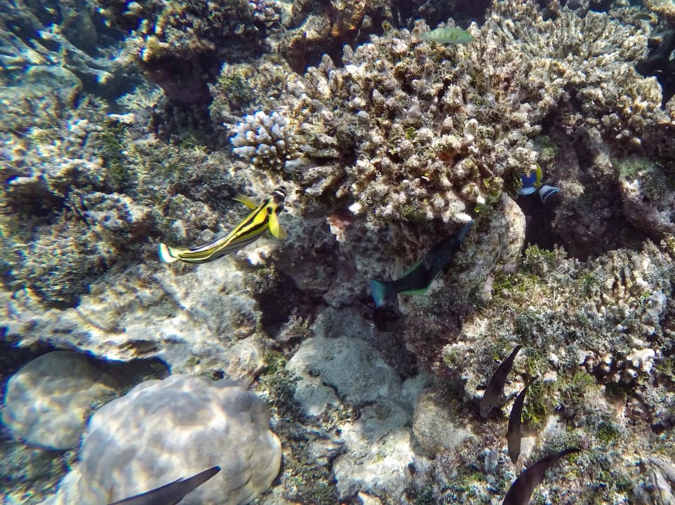 Vogel,- Langnasen  Lippfisch NH Collection Maldives Havodda Resort