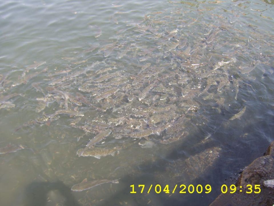 Die Fische in der Lagune Pickalbatros Dana Beach Resort - Hurghada