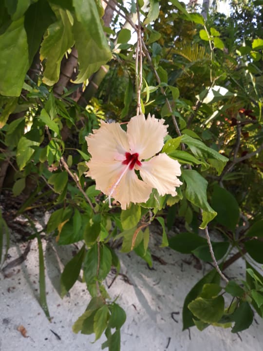 Gartenanlage Summer Island Maldives