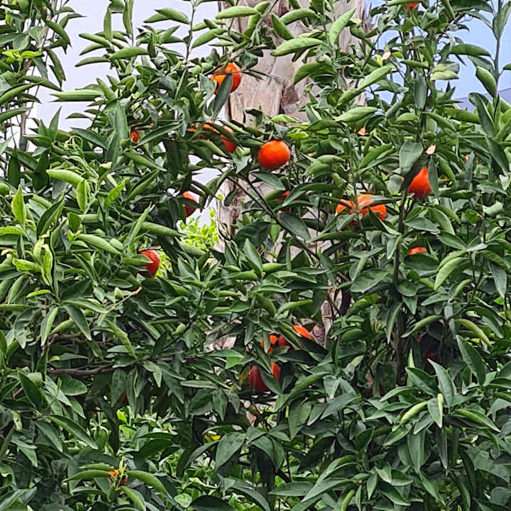 Sonstiges Grand Seker Hotel