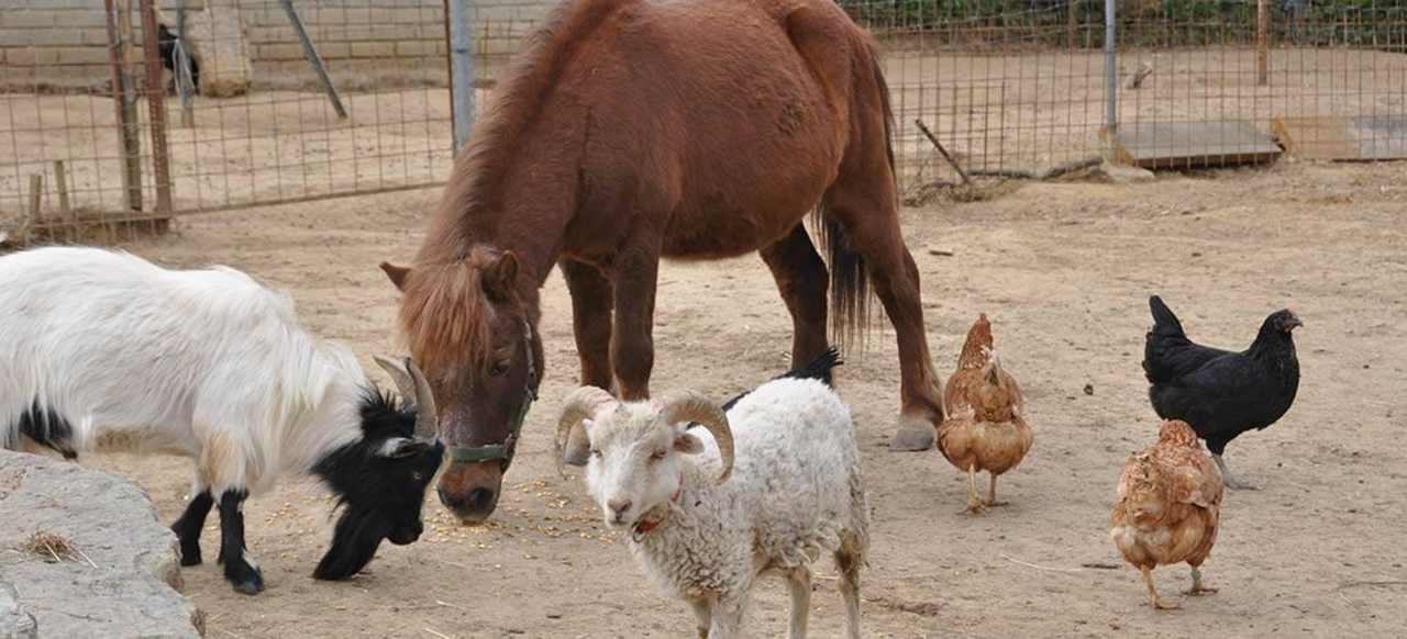 Arkadenhof Arkadenhof Familie Flasch