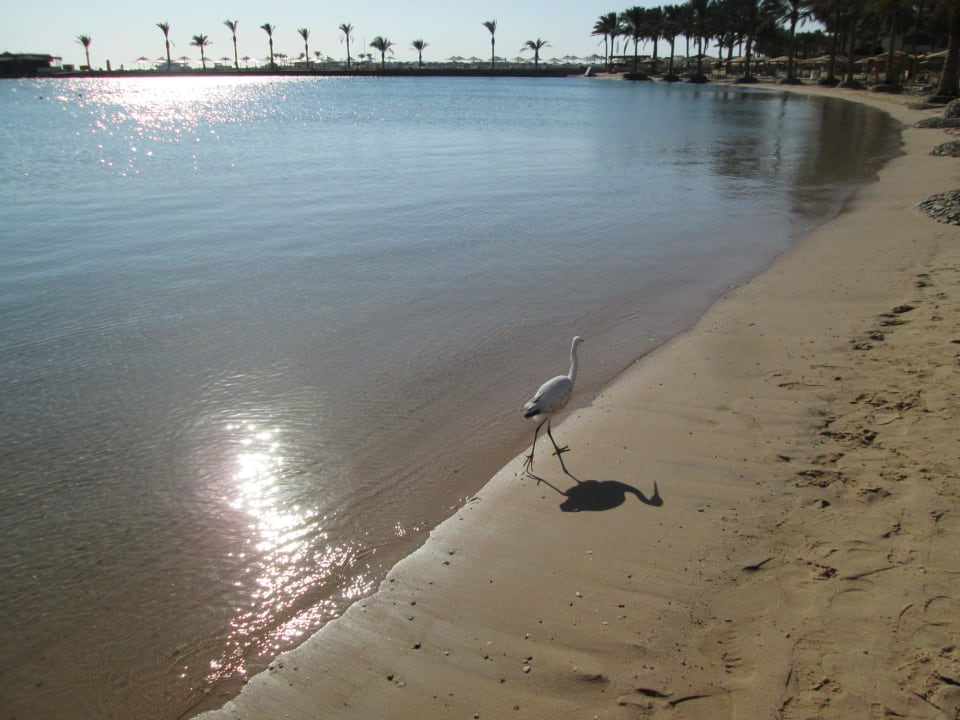 Mit vogel Continental Hotel Hurghada