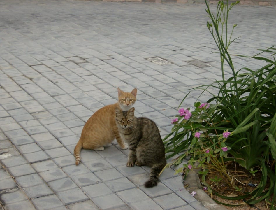 Отельные кошки. Stella Garden Resort & Spa, Makadi Bay