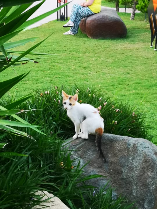 Gartenanlage Limak Lara Deluxe Hotel & Resort