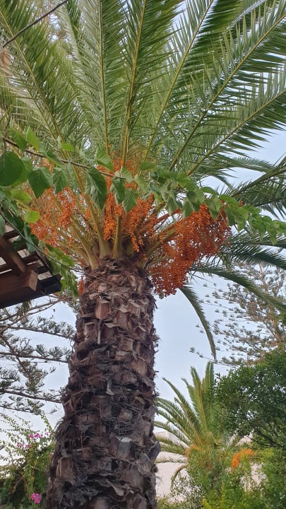 Gartenanlage Apollonia Beach Resort & Spa