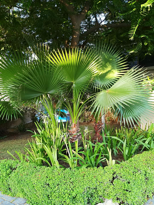 Gartenanlage Anantara The Palm Dubai Resort