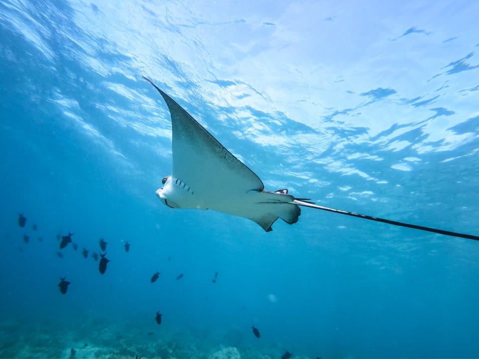 Außenansicht NH Collection Maldives Reethi Resort