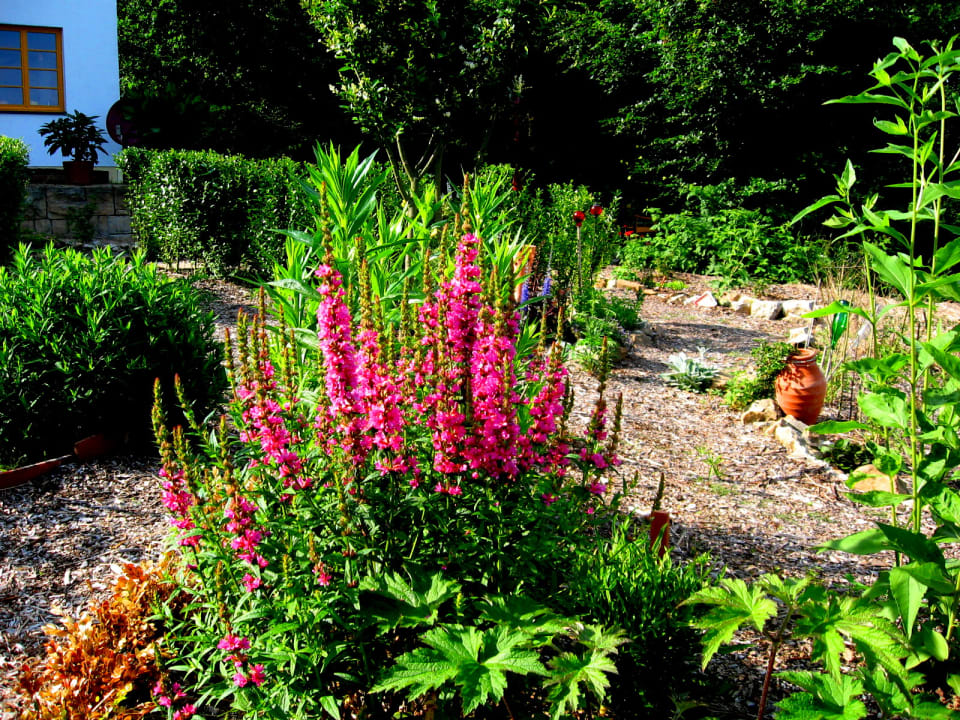 Gartenanlage Ökopension Villa Weissig