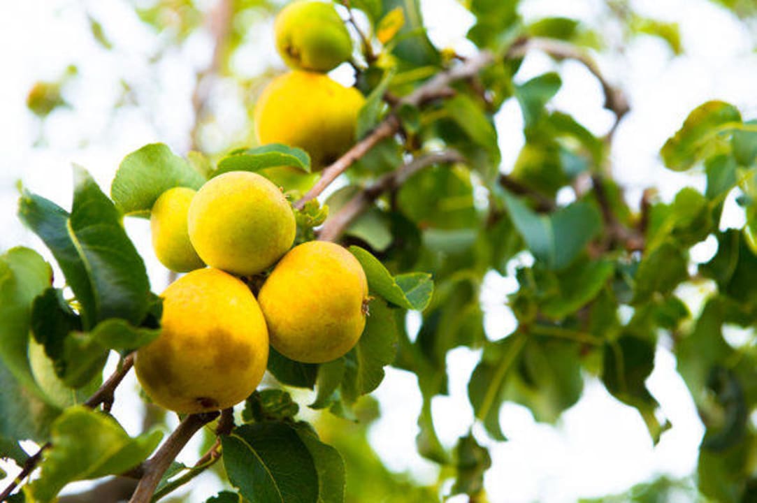 Garden Bed & Breakfast Masseria Cesarina
