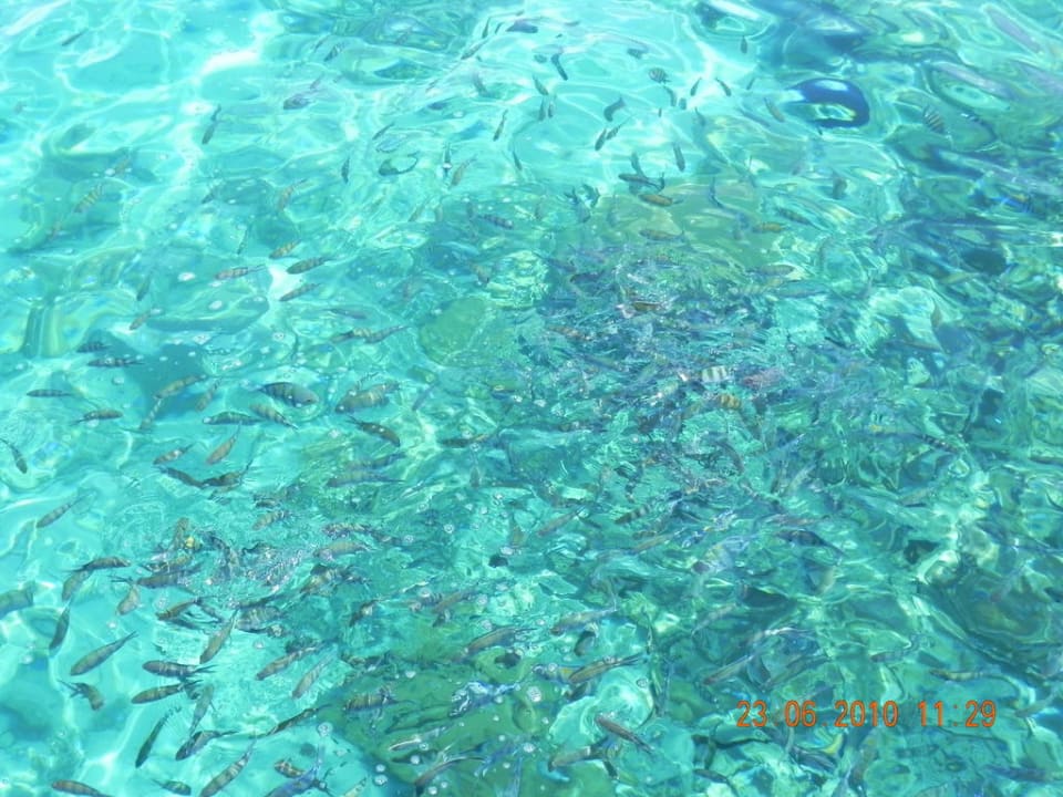 Fische Pickalbatros Alf Leila Wa Leila Resort - Neverland Hurghada