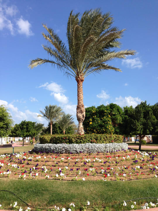 Gartenanlage Desert Rose