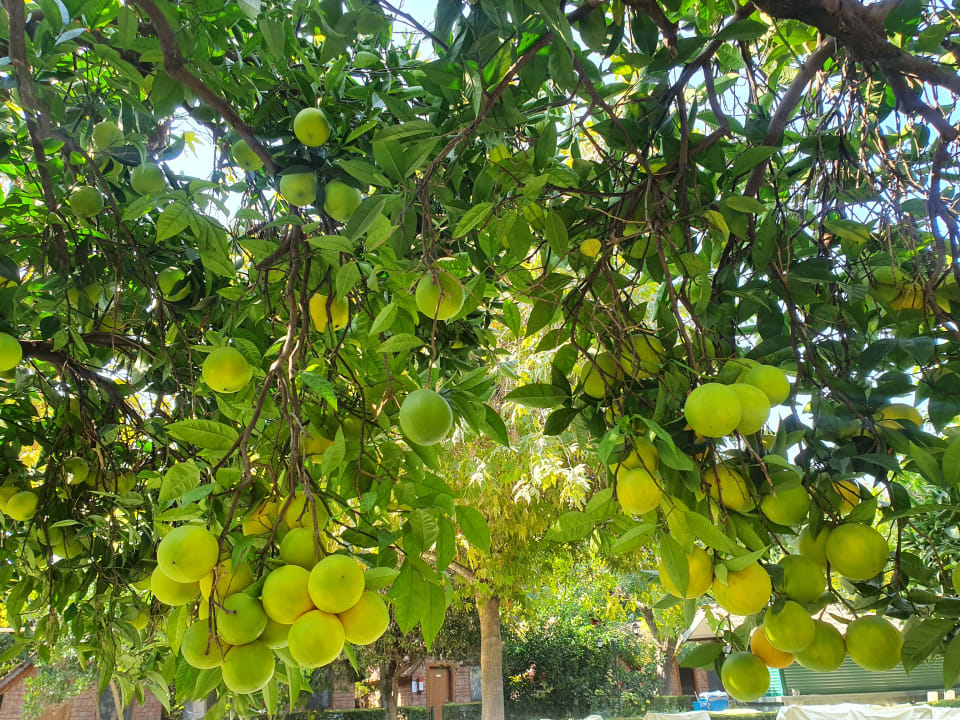Gartenanlage Can Garden Beach