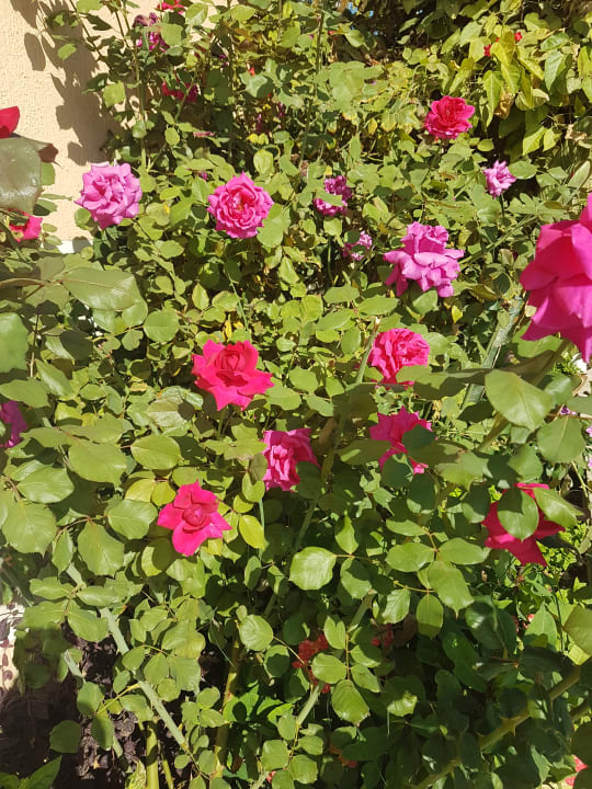 Gartenanlage Shams Prestige Abu Soma-Adults Only