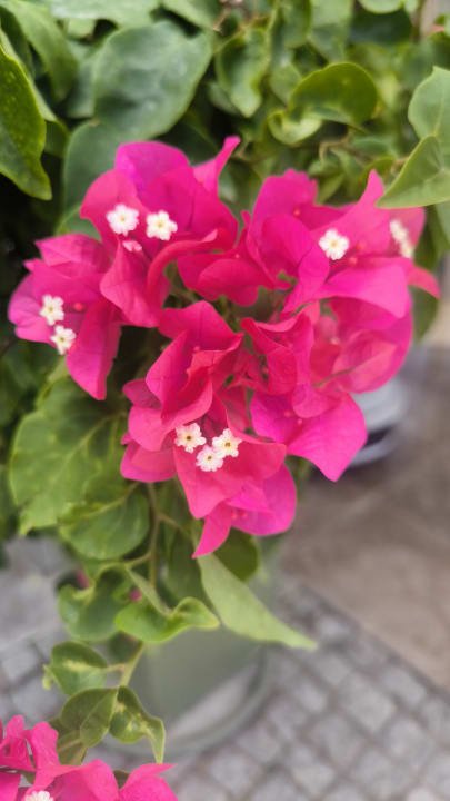 Gartenanlage Le Jardin Resort