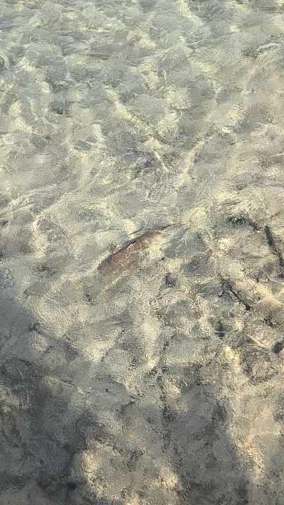 Strand Malikia Resort Abu Dabbab