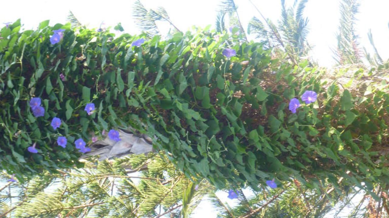Mit Blumen berankte Palme Hotel Tigaki Beach