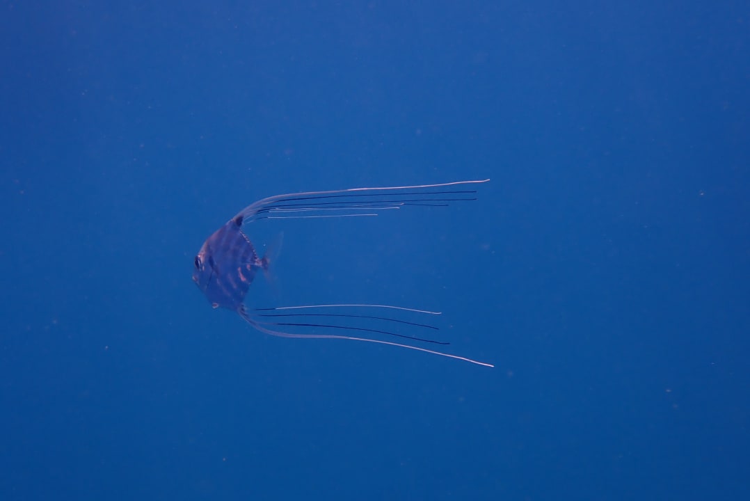 Sport & Freizeit Steigenberger Coraya Beach - Adults only