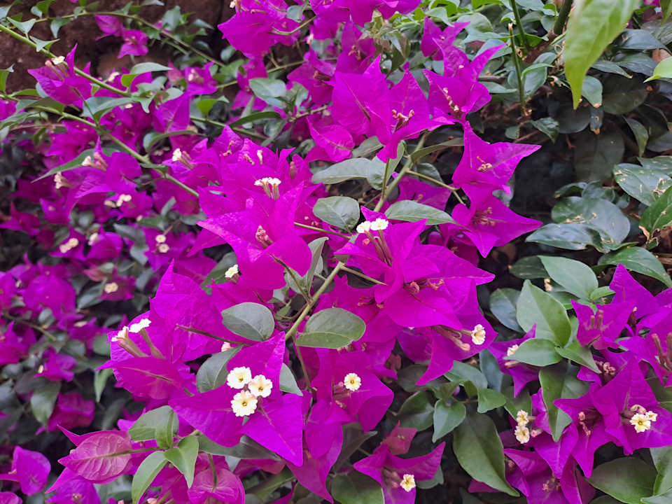 Gartenanlage Occidental Jandía Royal Level - Adults only