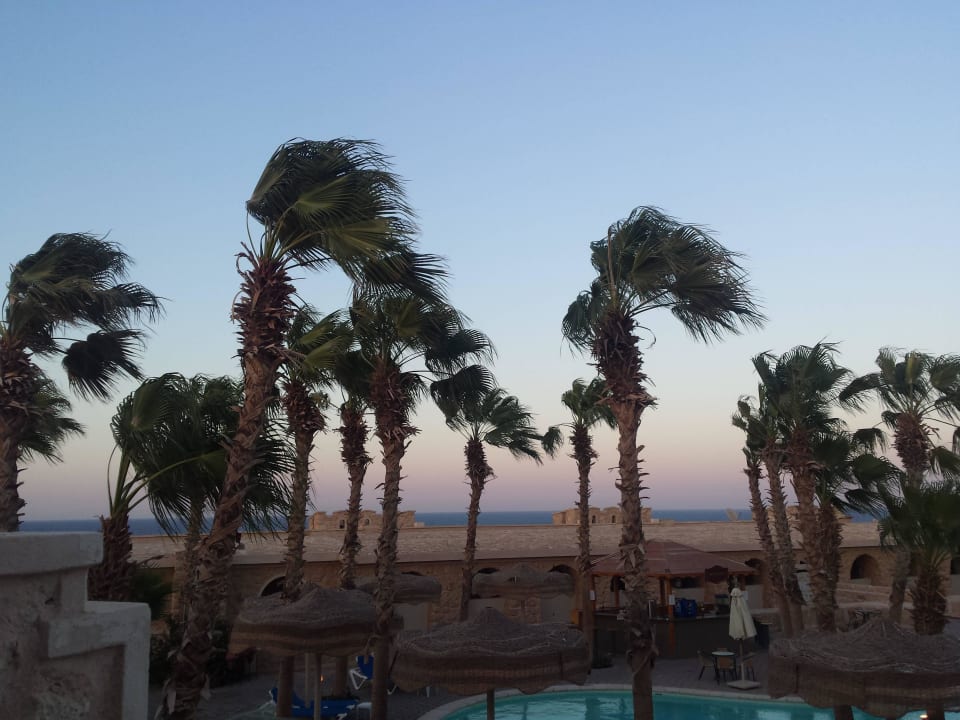 Palmen Pickalbatros Citadel Resort