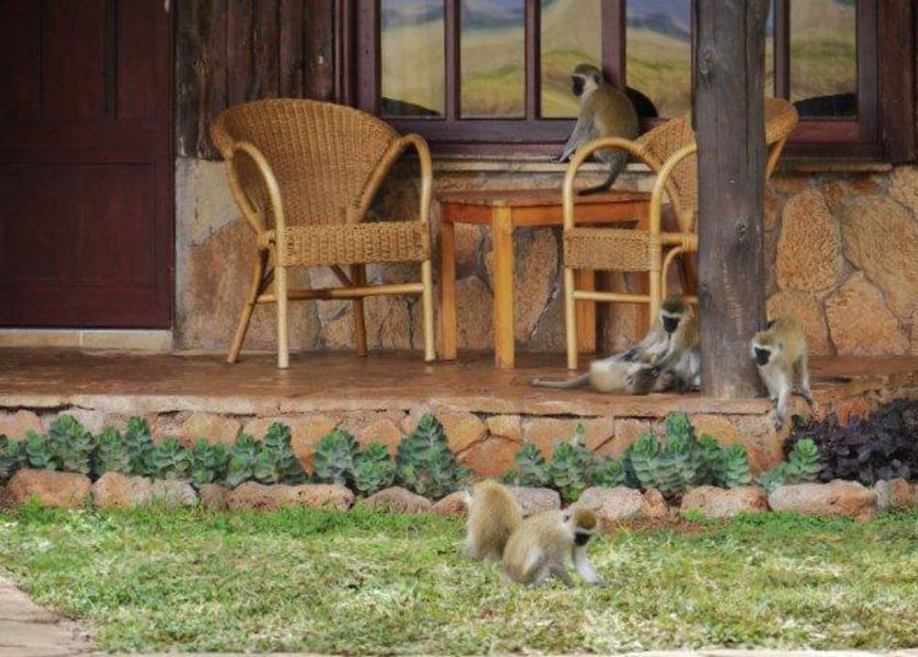 Überall Affen Ol Tukai Lodge