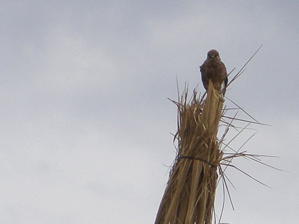 На пальме Siva Golden Bay Makadi