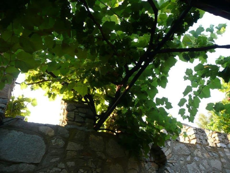 Umgebung beim Abendessen Hotel Geranion Village