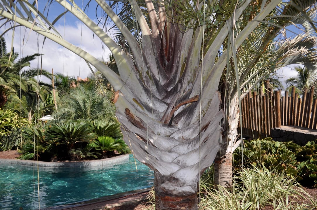 Baobab Resort Lopesan Baobab Resort