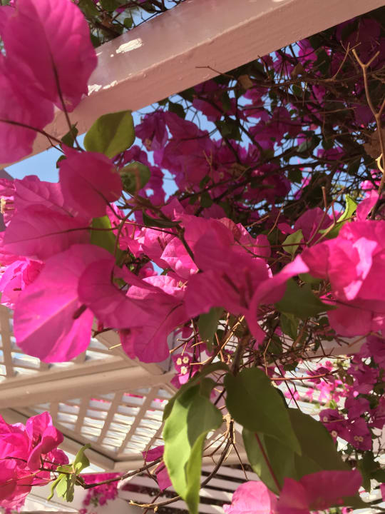 Gartenanlage Desert Rose