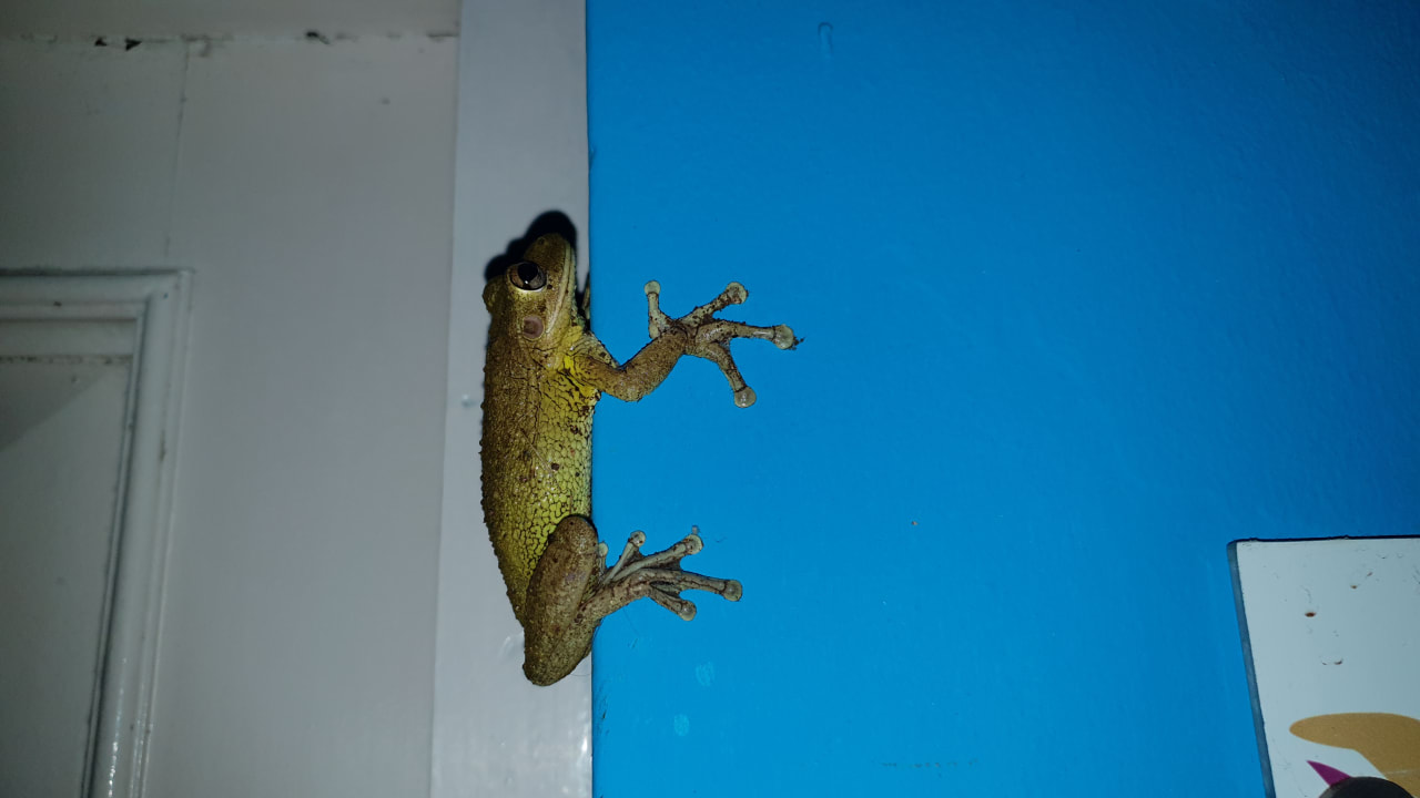 Sonstiges Starfish Cuatro Palmas