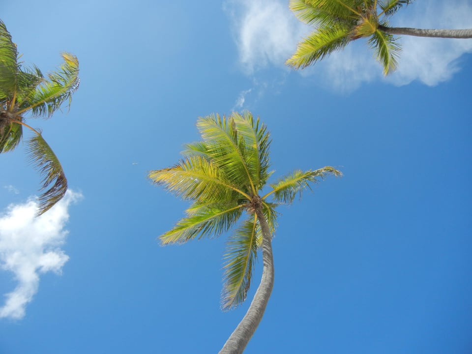 Palmen direkt am Meer Grand Palladium Select Bávaro Resort & Spa
