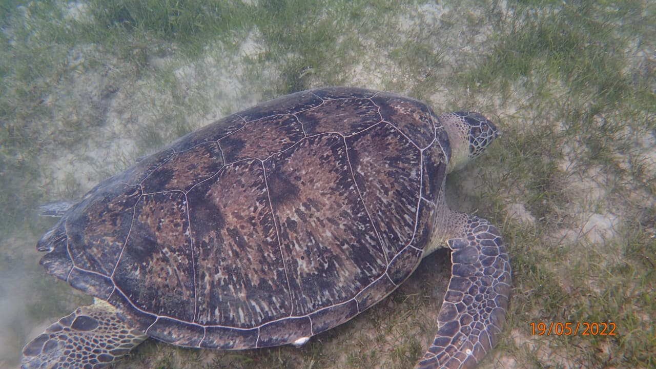 Strand Shams Prestige Abu Soma-Adults Only