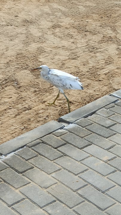 Sonstiges Steigenberger Coraya Beach - Adults only