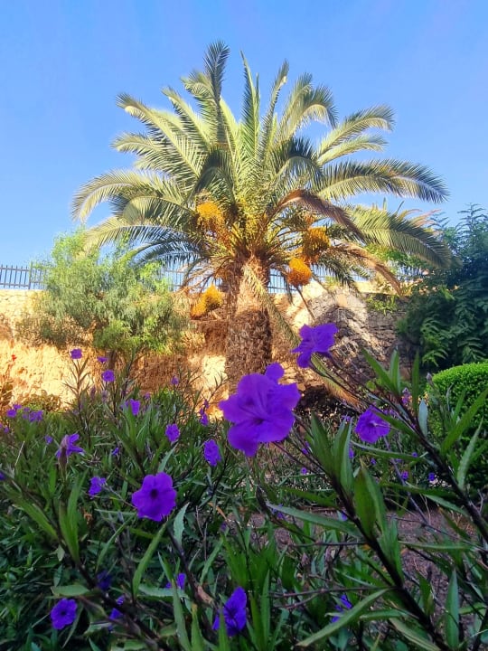 Gartenanlage R2 Pajara Beach